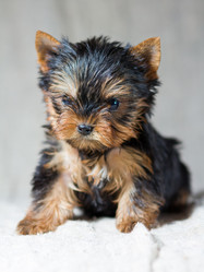 Similar image 513618