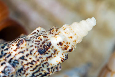 Similar image 513686