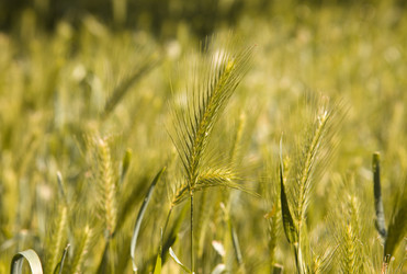 Similar image 514186