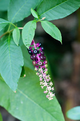 Similar image 514287