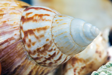 Similar image 514305