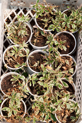 Similar image 514335