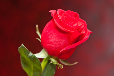 Similar image 514632