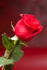 Similar image 514633