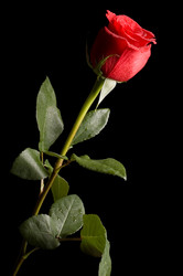 Similar image 514749