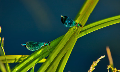 Similar image 515213