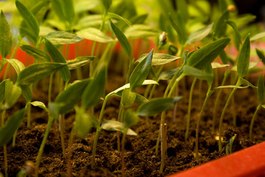 Similar image 515533