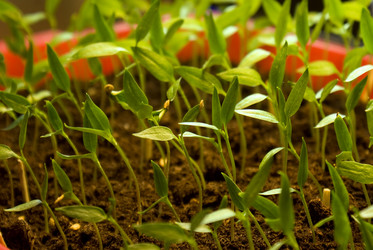 Similar image 515535