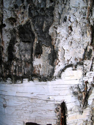 Similar image 515623