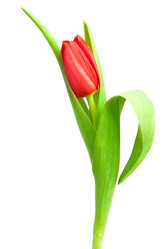 Similar image 515730