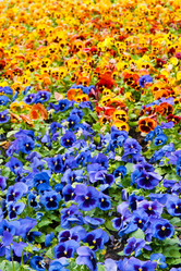 Similar image 515750