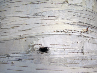 Similar image 515801