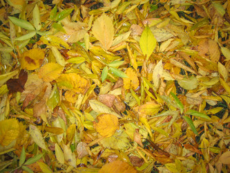 Similar image 515864