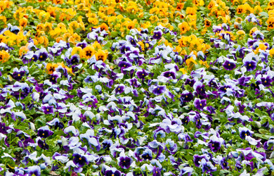 Similar image 516141