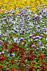 Similar image 516145