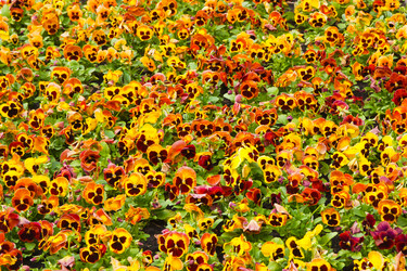 Similar image 516147