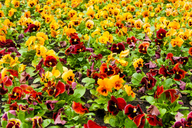 Similar image 516149