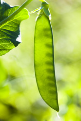 Similar image 516350