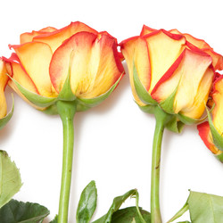 Similar image 516392