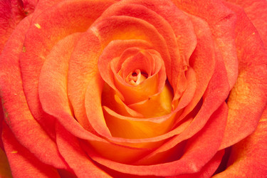 Similar image 516404