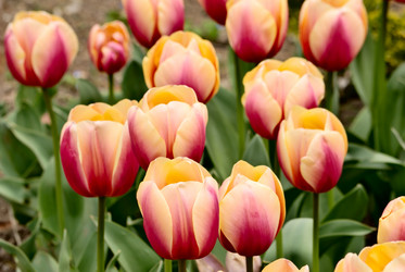 Similar image 516533