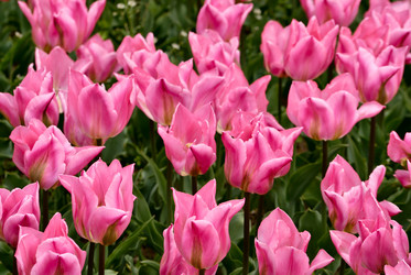 Similar image 516622