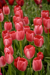 Similar image 516631