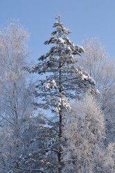 Similar image 517580