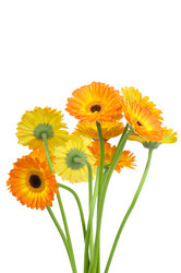 Similar image 517737