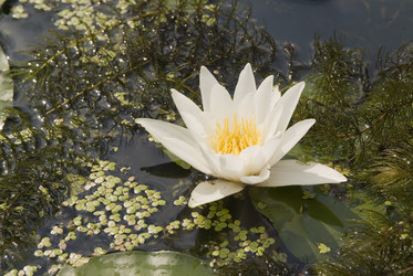 Similar image 518130