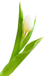 Similar image 518260