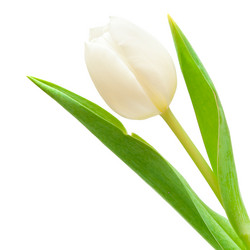 Similar image 518263