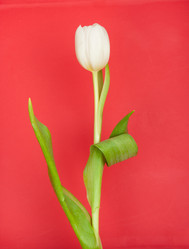 Similar image 518265