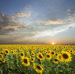 Similar image 518370