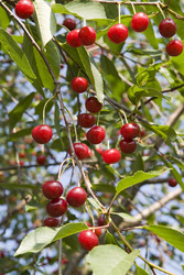 Similar image 518529