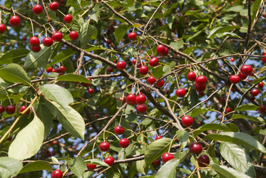 Similar image 518531