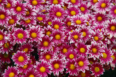 Similar image 518589