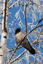 Similar image 518708