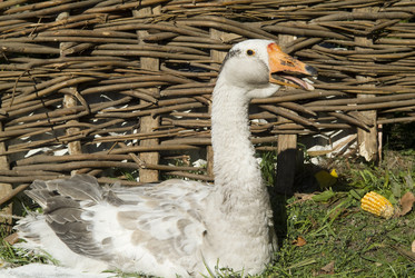 Similar image 518904