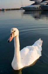 Similar image 518920