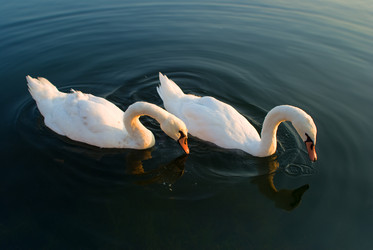 Similar image 518921