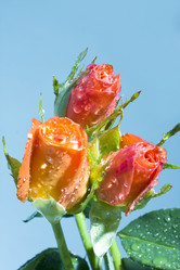 Similar image 519090