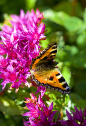 Similar image 519384