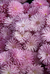 Similar image 519405