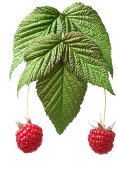 Similar image 520484