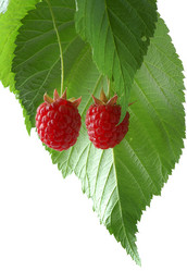 Similar image 520488