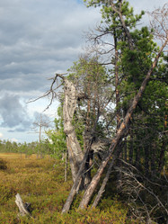 Similar image 521115