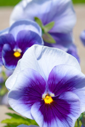 Similar image 521117