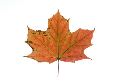 Similar image 521140