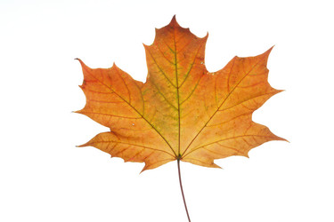 Similar image 521208